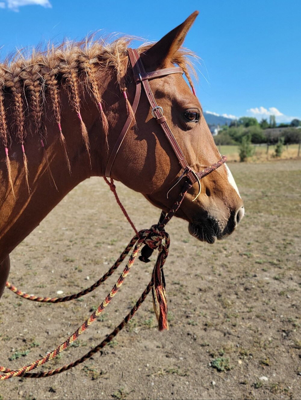 Loping Hackamore - Picture 6 of 8